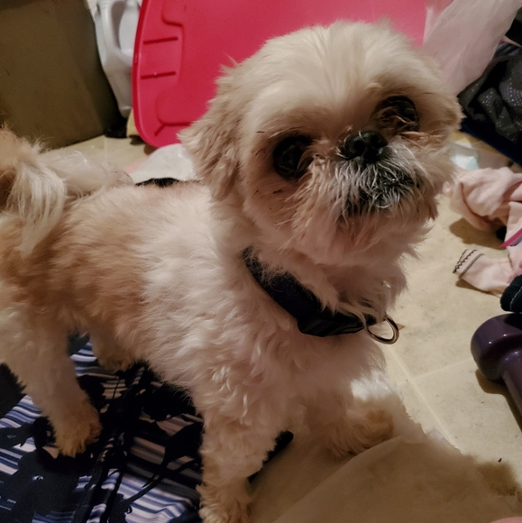 Meet your Posher CEO - Picture 1 of 1